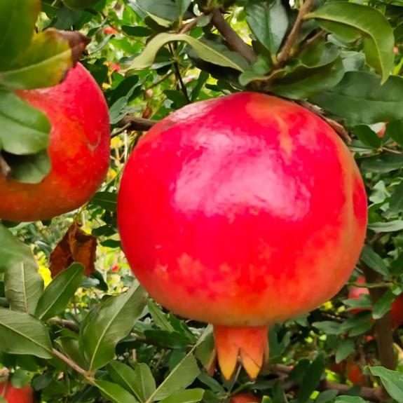 India's Best Pomegranate Exporter