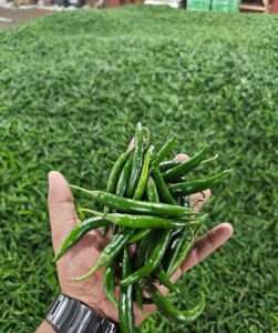 G4 Green Chilli