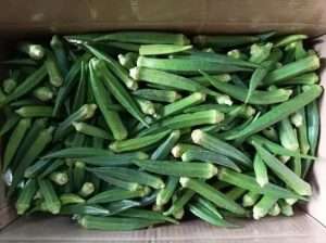 Okra (Lady Finger) export box