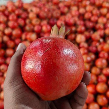 Pomegranate Export Quality