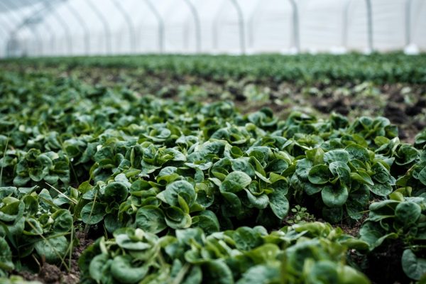 mariyafarm Mariya farm organic farming